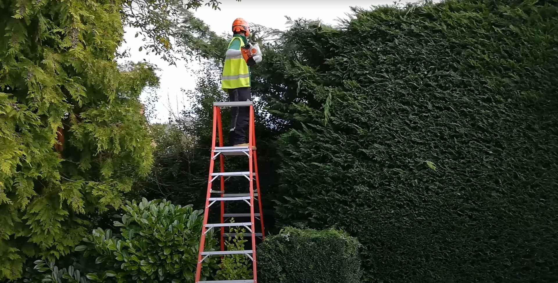 Professional arborist on ladder trimming hedge with safety equipment