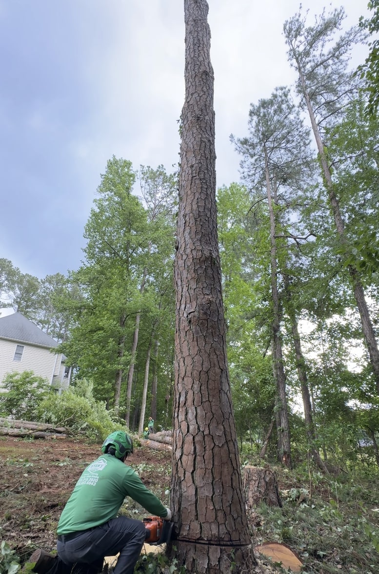 Expert Tree Removal Services Professional tree service worker using chainsaw for safe tree removal in residential area