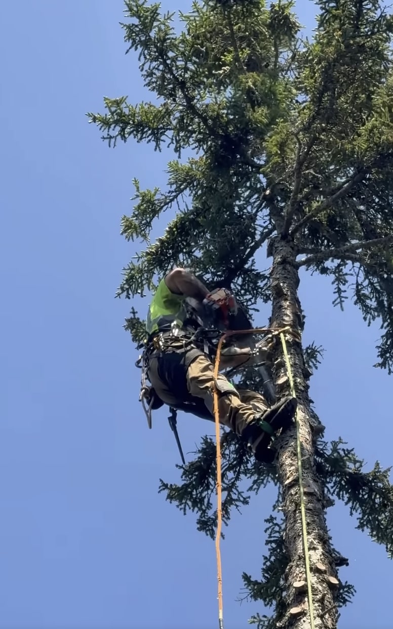 Professional Tree Climbing and Pruning Certified arborist climbing tall tree with professional safety equipment for pruning