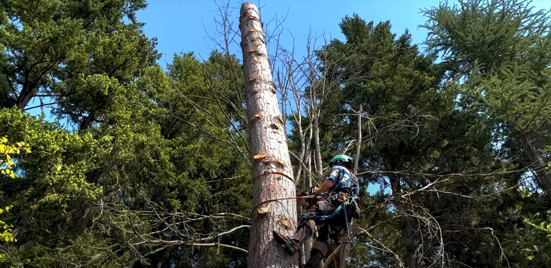 Professional tree risk assessment and hazard identification Arborist climbing tall tree to assess structural integrity and safety risks