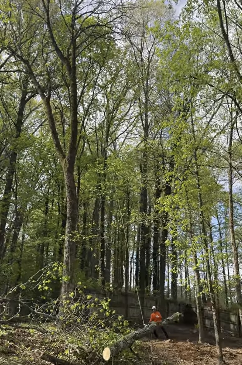 Professional tree trimming and pruning services in Lawrence, MA Certified arborist carefully pruning tree branches in wooded area