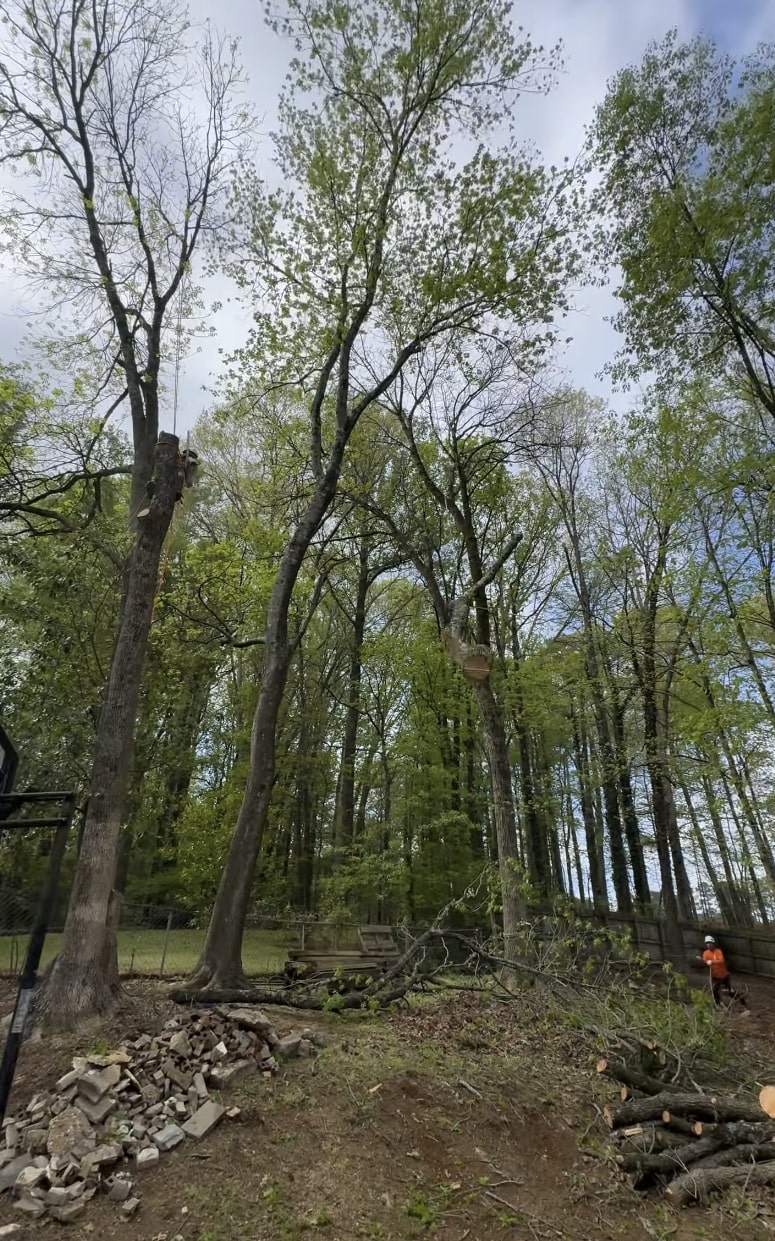 Tree removal cleanup showing cut logs and debris ready for removal